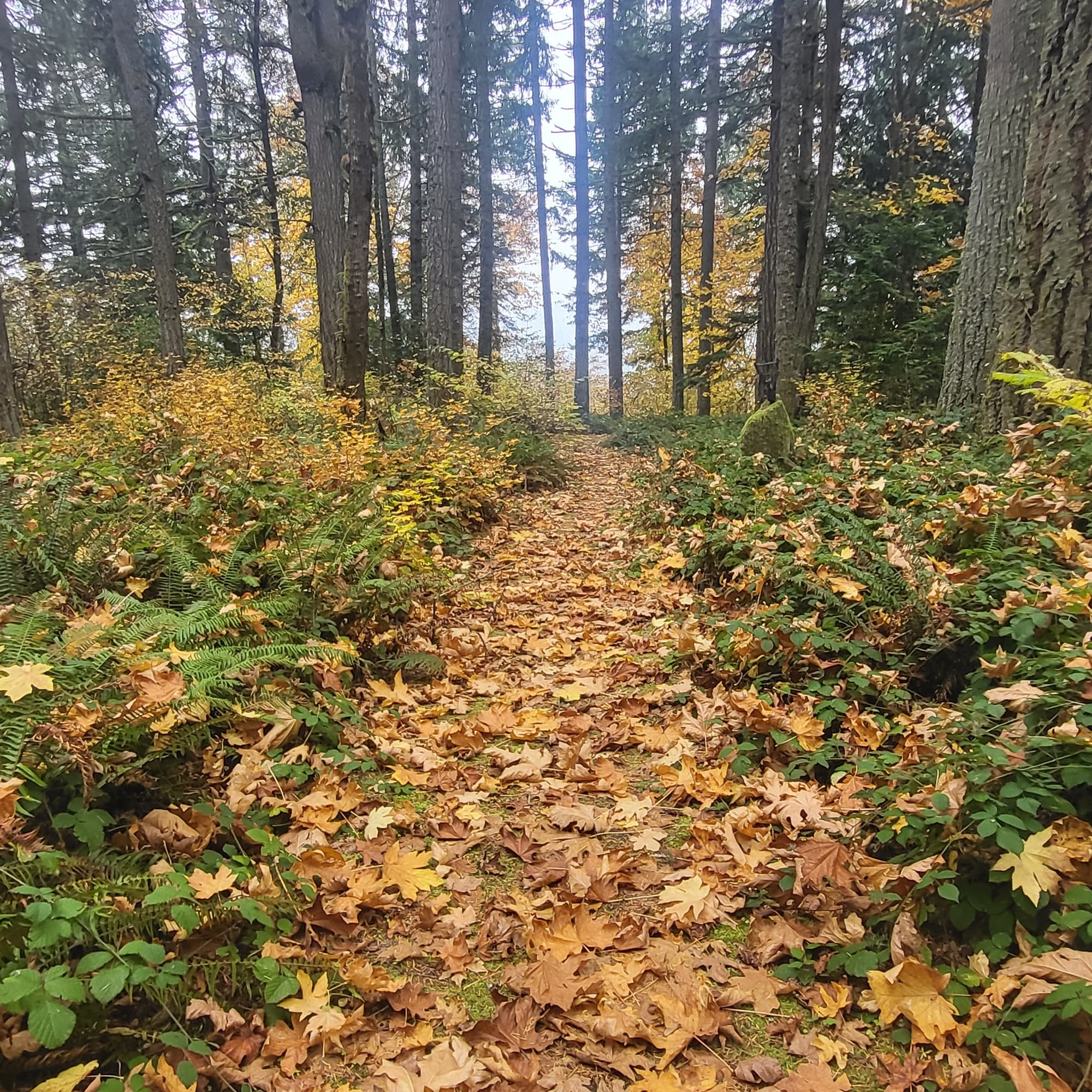 Forest path autumn leaves