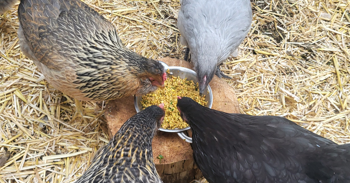 Four hens sharing a bowl of feed together on a stump