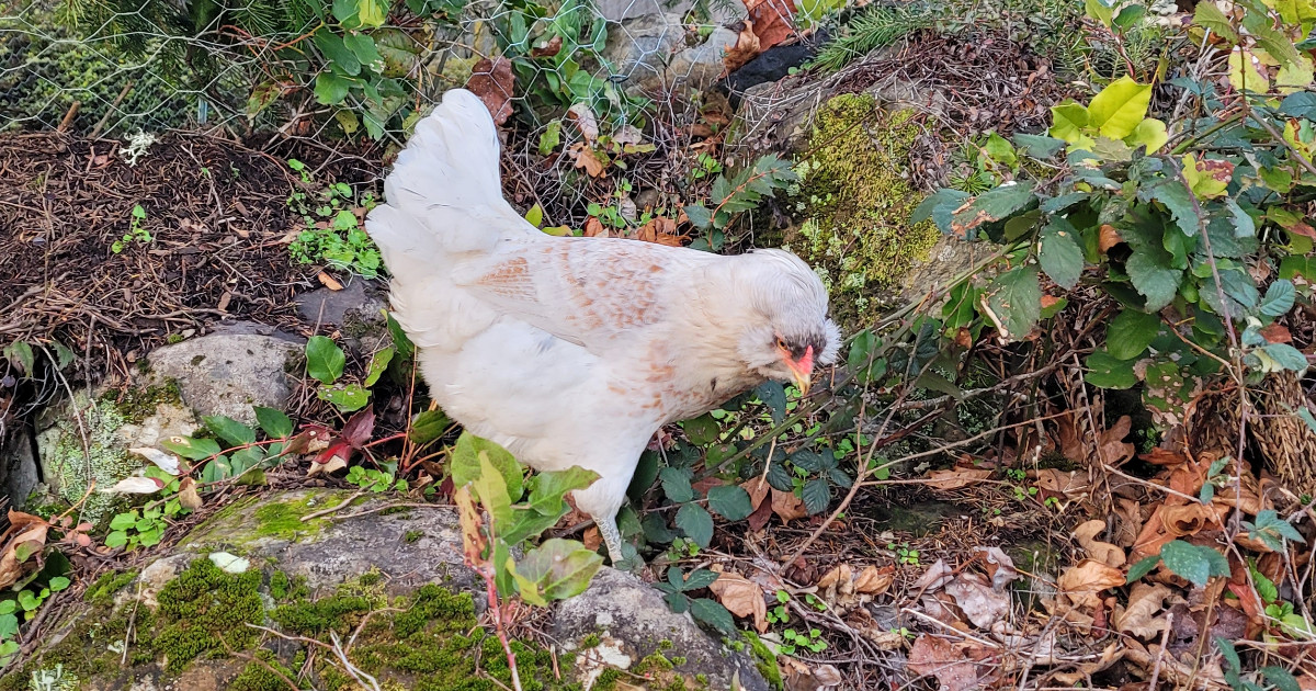A white hen foraging among mossy rocks and greenery